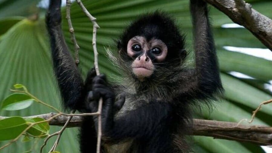 Coba Spider Monkey Private Tour Cenote Mayan Community Included