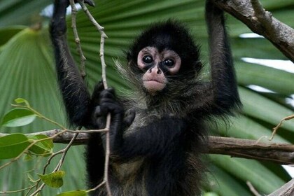 Coba Spider Monkey Private Tour Cenote Mayan Community Included