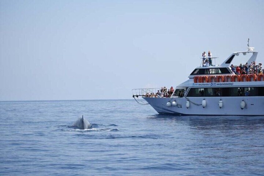 Whale Watching Genoa Cetacean Sanctuary