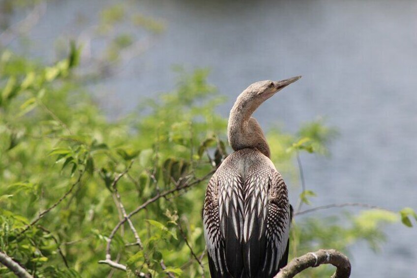 Adult Anhinga sitting on a branch