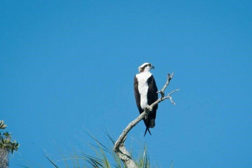 Osprey perched high above the water in search of a meal below.