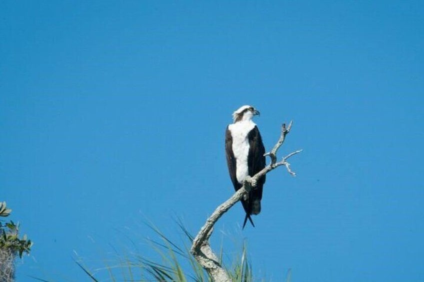 Osprey perched high above the water in search of a meal below.