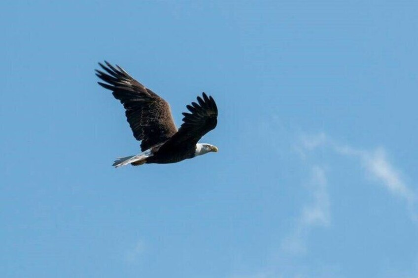 Eagle flying above Kings Bay.