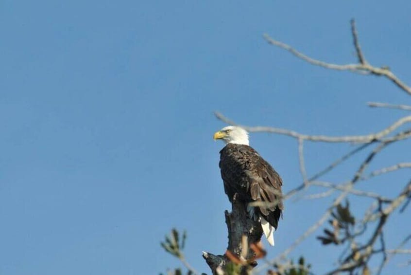 Eagles make their homes on islands in the refuge.