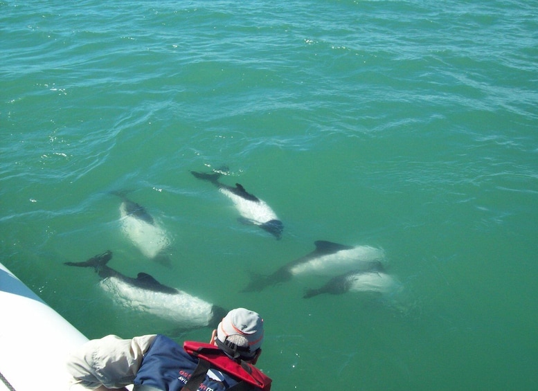 Punta Tombo + Rawson + Isla Escondida from Puerto Madryn/rel