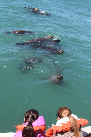 Picture 16 for Activity Punta Tombo + Rawson + Isla Escondida from Puerto Madryn/rel