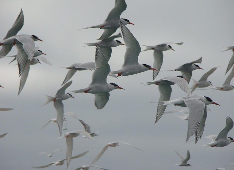 Picture 11 for Activity Punta Tombo + Rawson + Isla Escondida from Puerto Madryn/rel