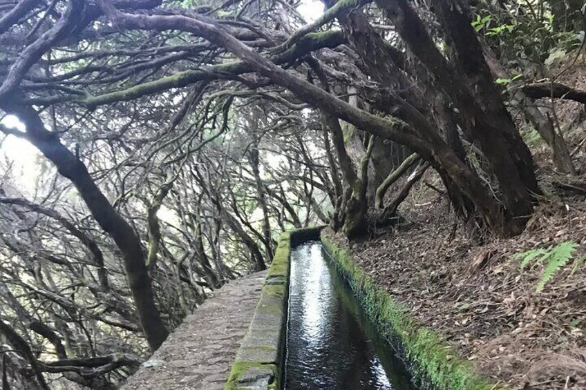 25 Fanal Forest Fountains and Porto Moniz Natural Pool