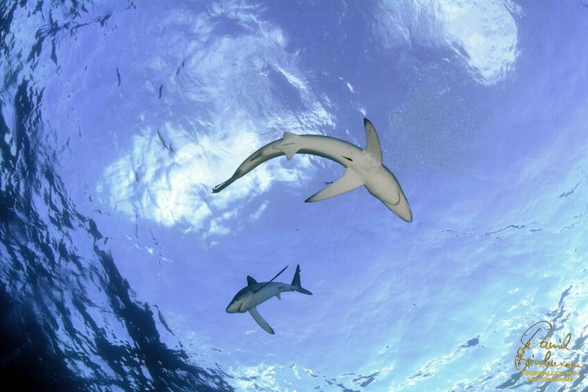 Picture 1 for Activity Azores: Swimming with the Sharks