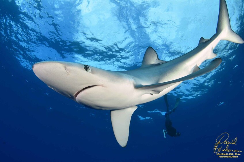 Picture 3 for Activity Azores: Swimming with the Sharks