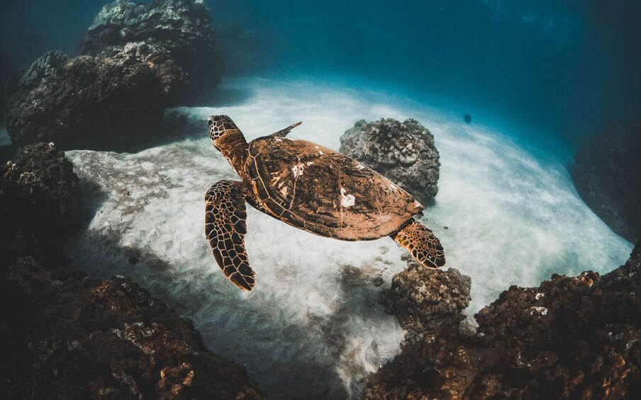 Alii Kai Turtles & Tacos Catamaran Snorkel Sail