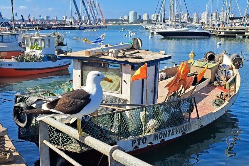 Private Tour in Punta del Este