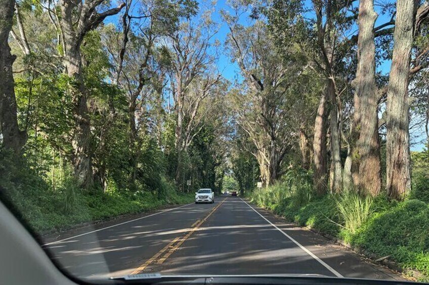 Shore Excursion Waimea Canyon Adventure Tour from Nawiliwili