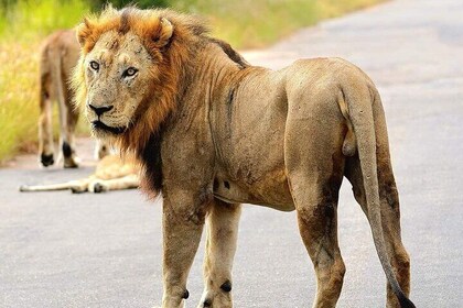 Explore Kruger National Park for 4 Days and 3 Nights
