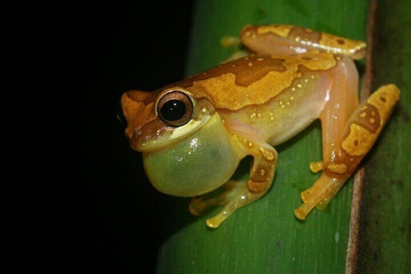 Jungle Night Walk La Fortuna