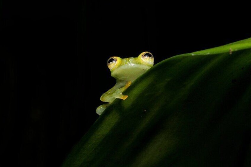 Jungle Night Walk La Fortuna