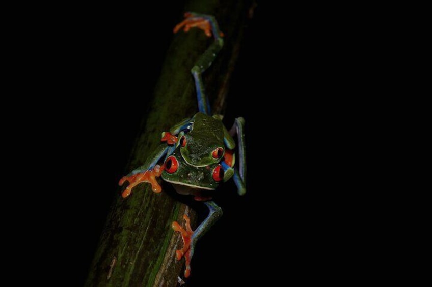 Jungle Night Walk La Fortuna