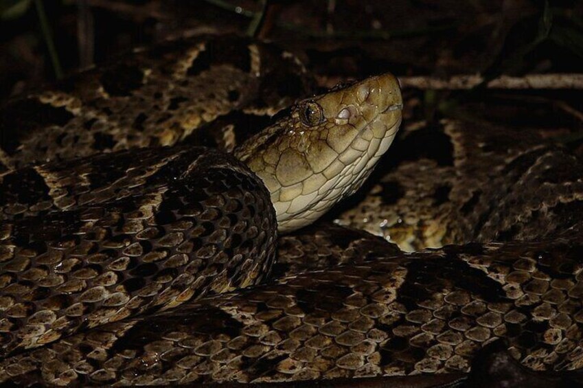Jungle Night Walk La Fortuna