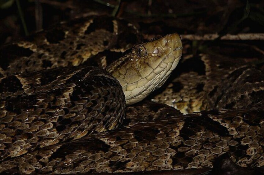 Jungle Night Walk La Fortuna