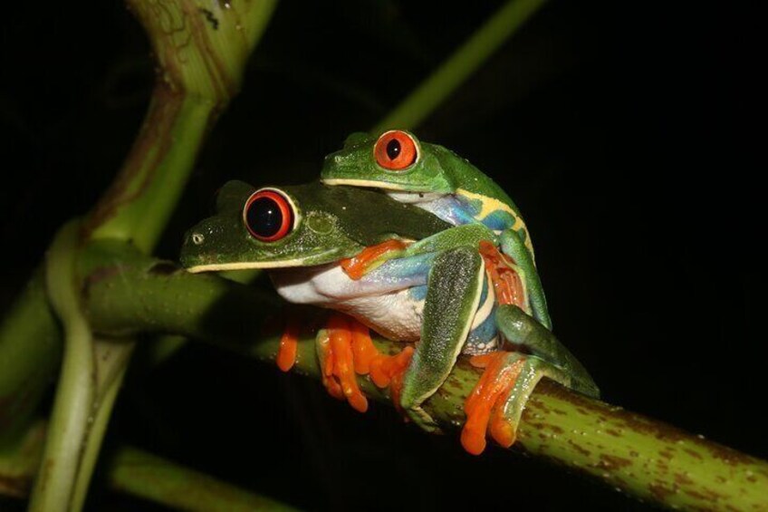 Jungle Night Walk La Fortuna