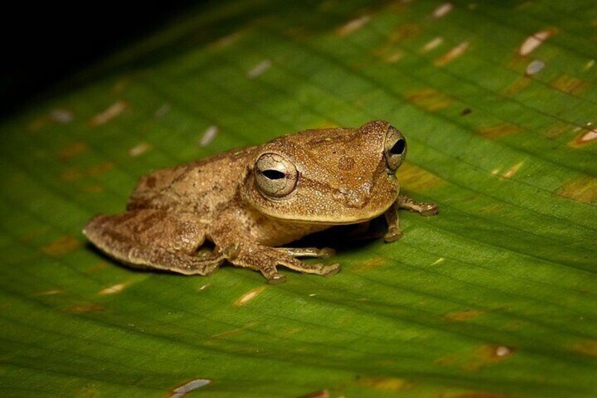 Jungle Night Walk La Fortuna