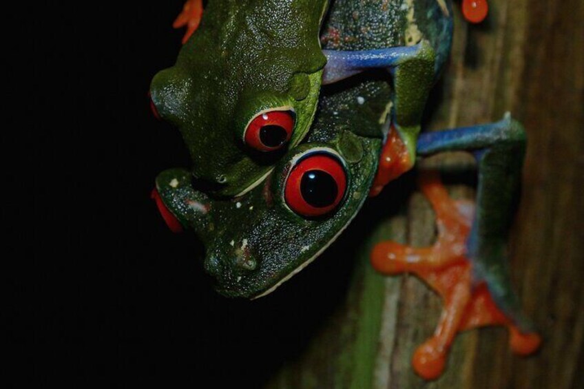 Jungle Night Walk La Fortuna