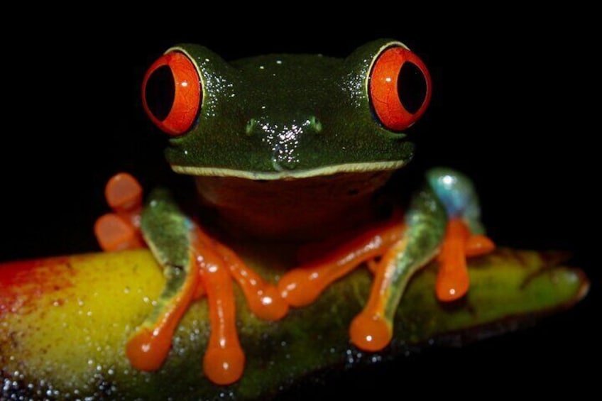 Get up close with the vibrant red-eyed tree frogs during your night adventure.