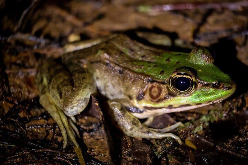 Jungle Night Walk La Fortuna