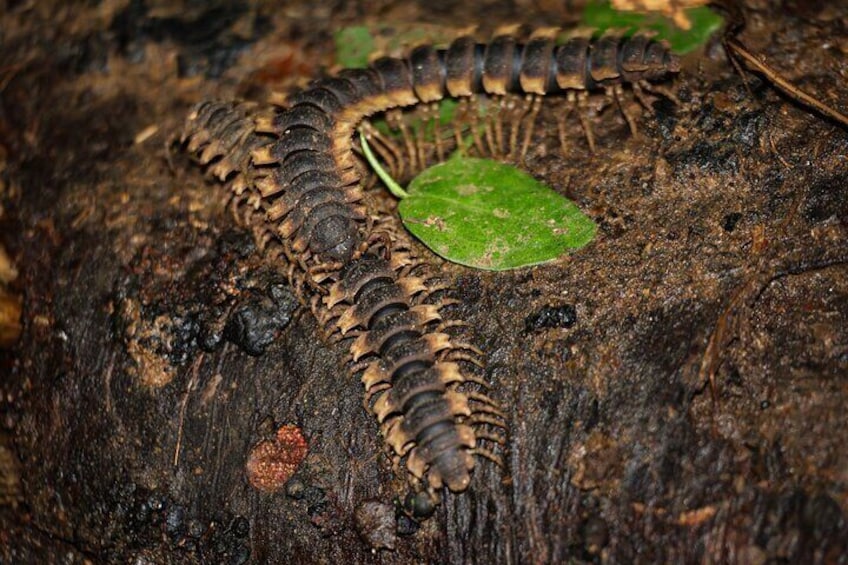 Jungle Night Walk La Fortuna