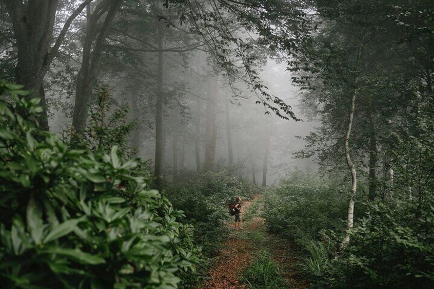 Trail to Mtirala Mountain - Mtirala National Park- Ajara Georgia. Batumi