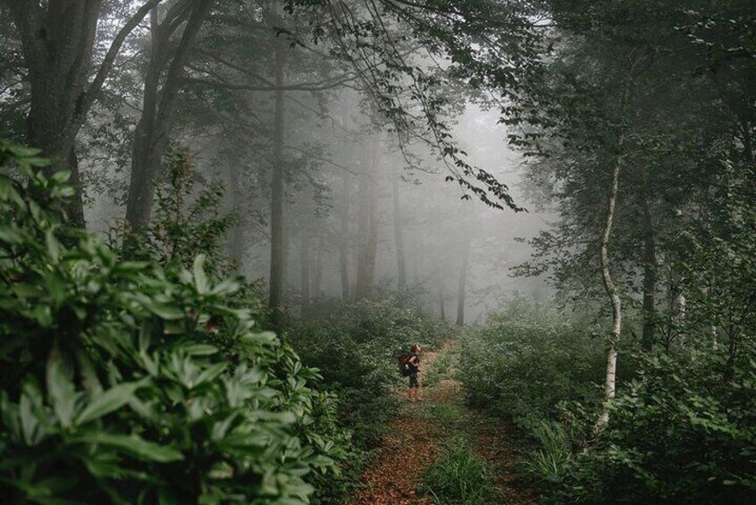 Trail to Mtirala Mountain - Mtirala National Park- Ajara Georgia. Batumi