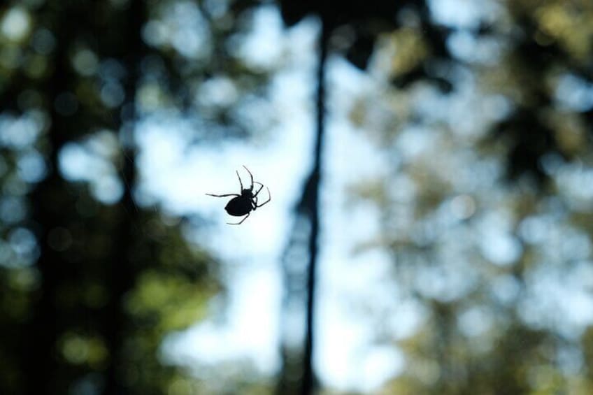 spider in Mtirala national park while hiking - during hiking tour in mtirala national park - ajarian mountain guides