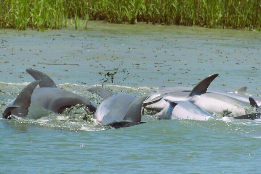 90-Minute Private Dolphin Tour in Hilton Head Island 