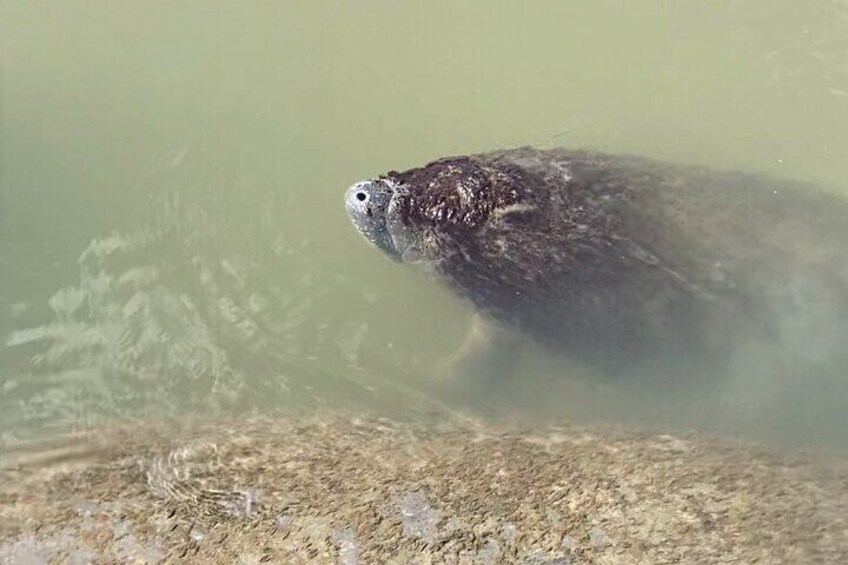 Baby manatees make the occasional cameo!