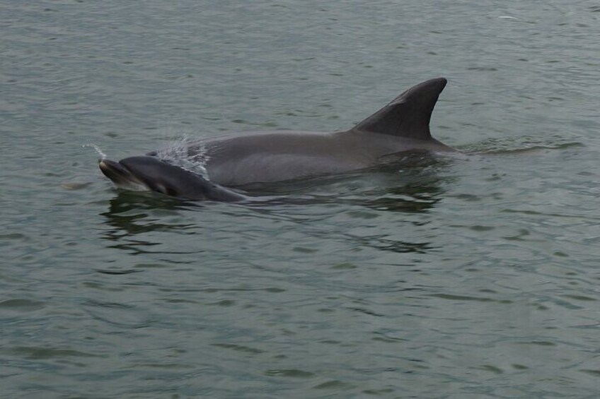 90-Minute Private Dolphin Tour in Hilton Head Island