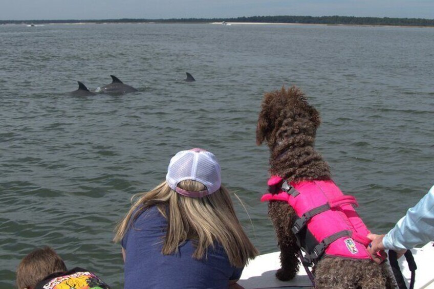 90-Minute Private Dolphin Tour in Hilton Head Island 