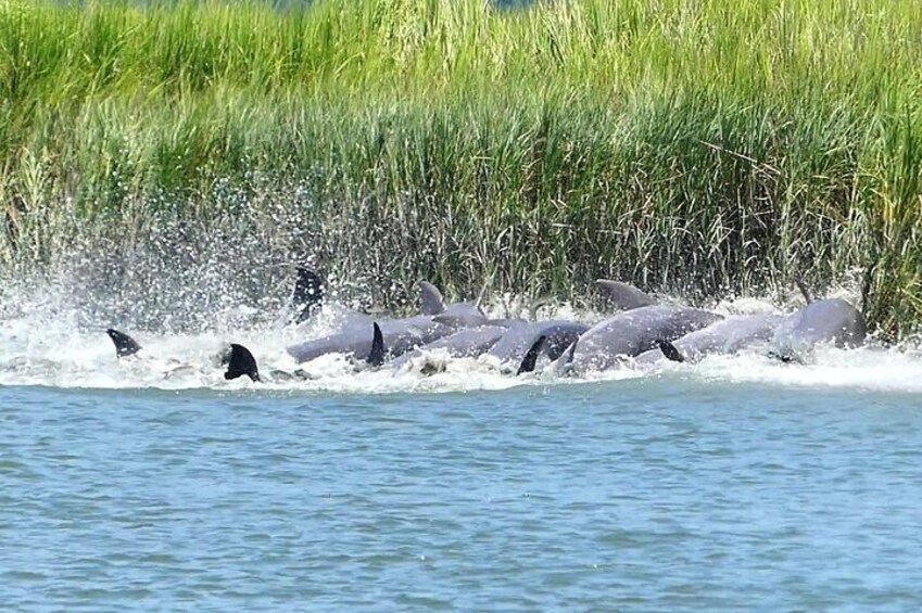 90-Minute Private Dolphin Tour in Hilton Head Island 