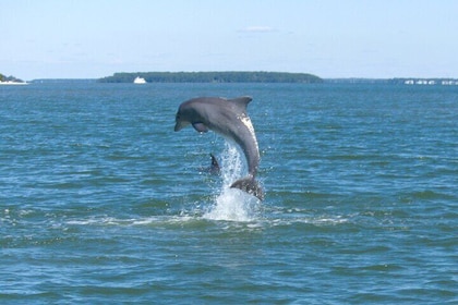 90-minuters privat delfintur på Hilton Head Island