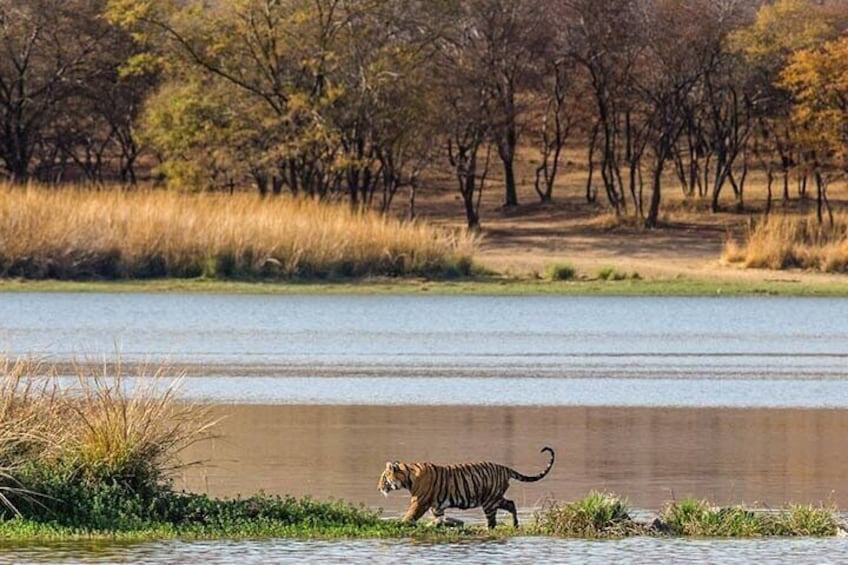 Ranthambhore Tiger Reserve