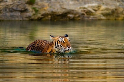 6-Day Private Tour of Indian Wildlife & Palaces from Colombo Port