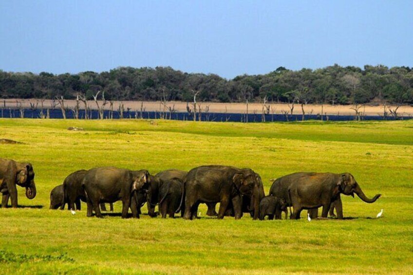 Minneriya Wildlife Safari 