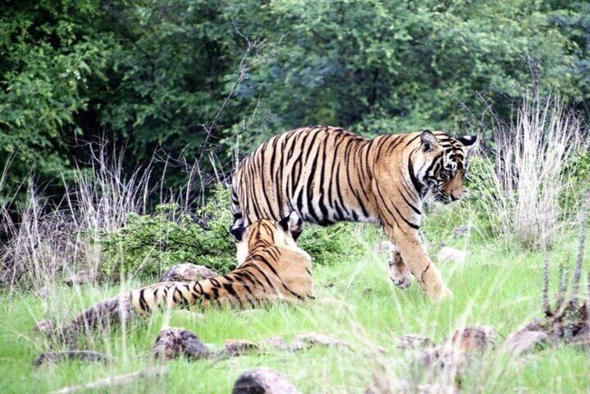 7 Days Golden Triangle Tour & Ranthambore Tiger Safari

