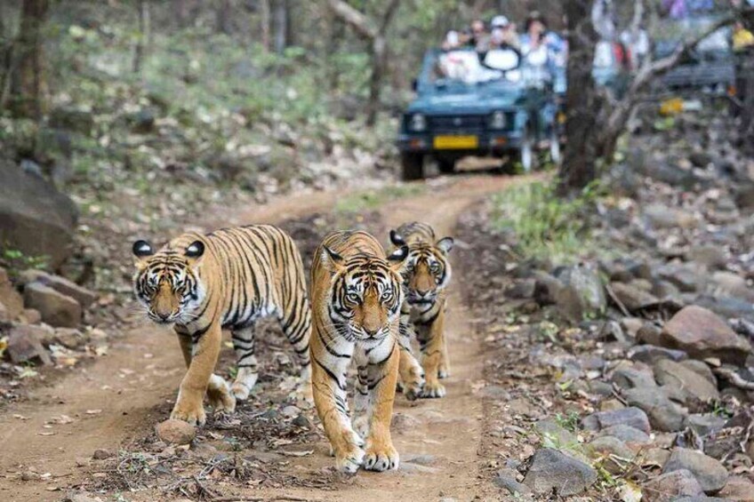 7 Days Golden Triangle Tour & Ranthambore Tiger Safari

