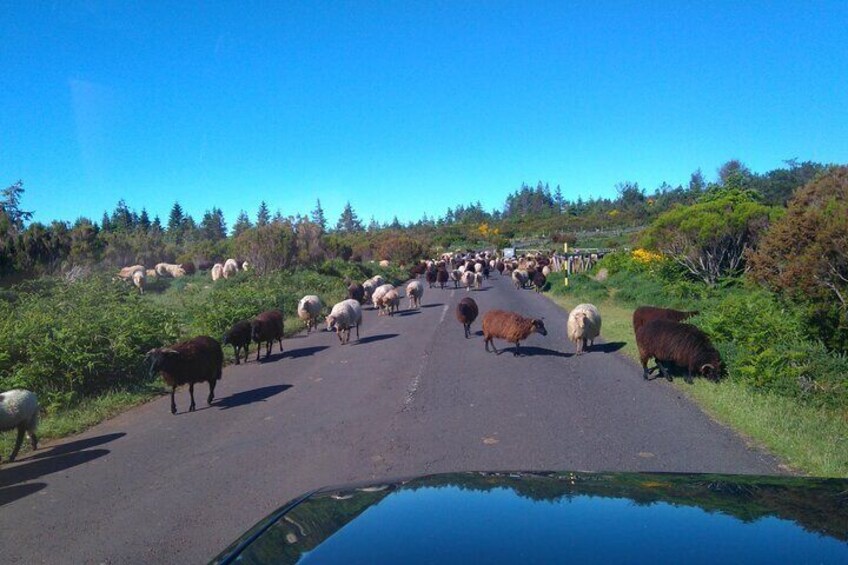 Half Day Jeep Safari Tour at Pico Areeiro and Santo da Serra