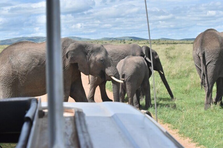 5 Days 4 Nights Safari Shared Guided Tour in Nairobi