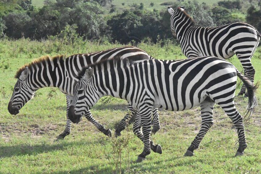 5 Days 4 Nights Safari Shared Guided Tour in Nairobi