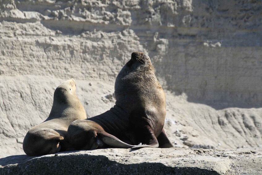 Picture 6 for Activity From Puerto Madryn: Full-Day Valdes Peninsula Tour