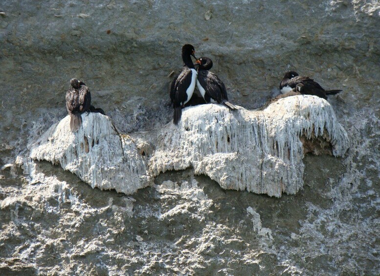 Picture 39 for Activity From Puerto Madryn: Full-Day Valdes Peninsula Tour