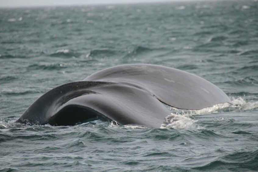 Picture 36 for Activity From Puerto Madryn: Full-Day Valdes Peninsula Tour