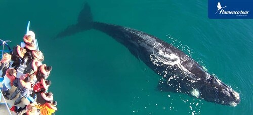 From Puerto Madryn: Full-Day Valdes Peninsula Tour